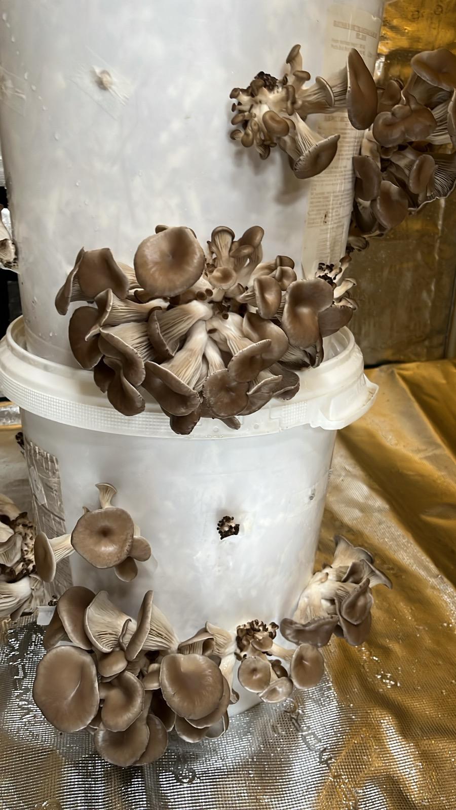 Oesterzwammen in een emmer